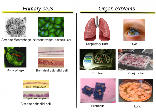 Primary cells and organ explants used in this study.